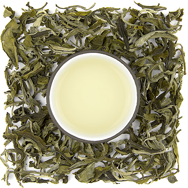Fuding Lu Mu Tan - Zelená pivonka