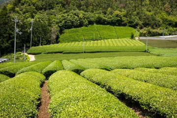 Všetko, čo potrebujete vedieť o čaji tencha