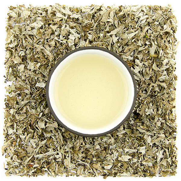 Cetraria islandica (islandský lišajník, pľuzgierka islandská)