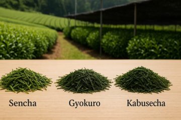 Sencha, Gyokuro a Kabusecha: rozdiely medzi japonskými čajmi