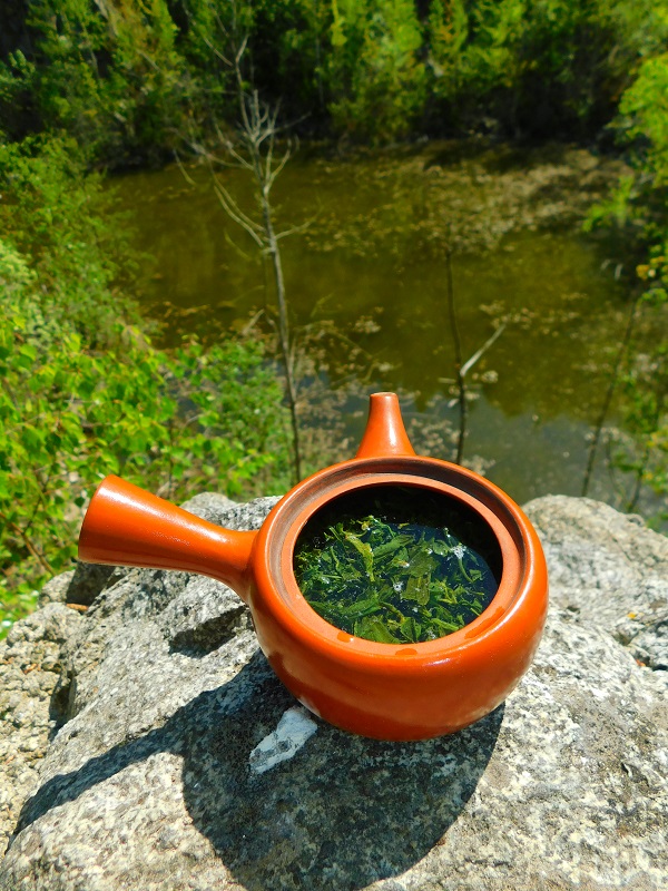 Korea Seogwang Sencha