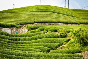 10 zaujímavostí o zbere japonského zeleného čaju